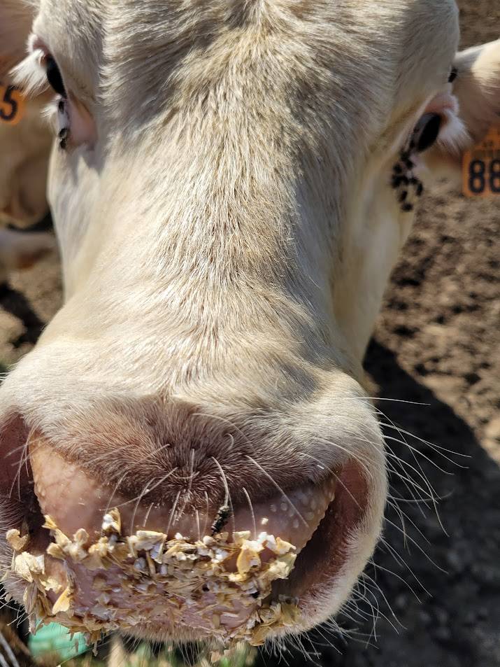 Visite-a-la-ferme-de-la-guyonniere_77